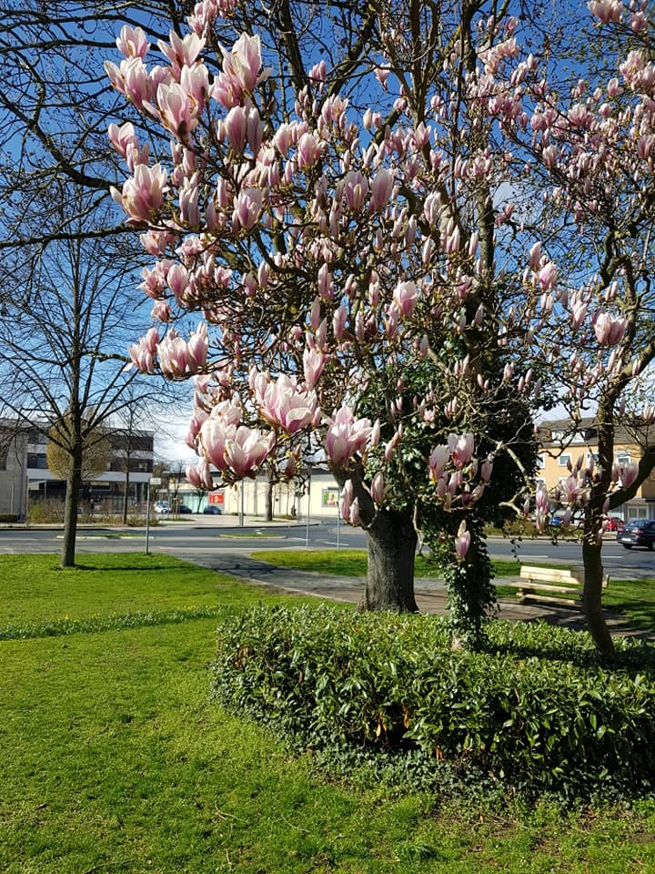 Blühende Magnolien in Neubeckum